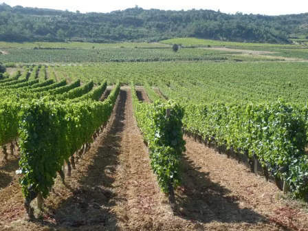 Vendor: Domaine La Madura