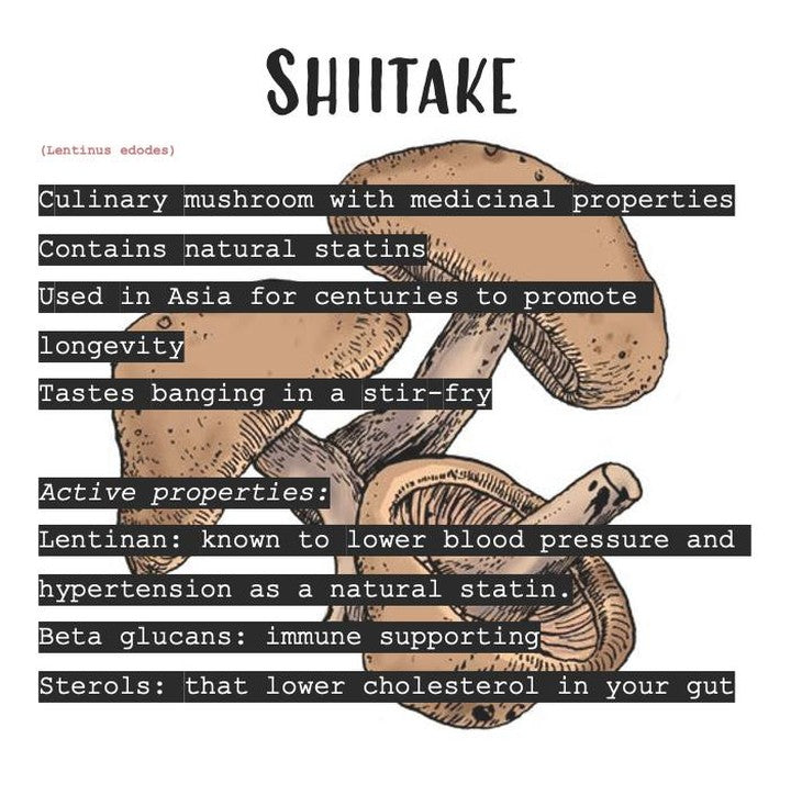 Shitake - culinary mushroom with medicinal properties - contains natural statins - promote longevity.  Lentinin, beta glucans, sterols